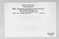 Passalora granuliformis image